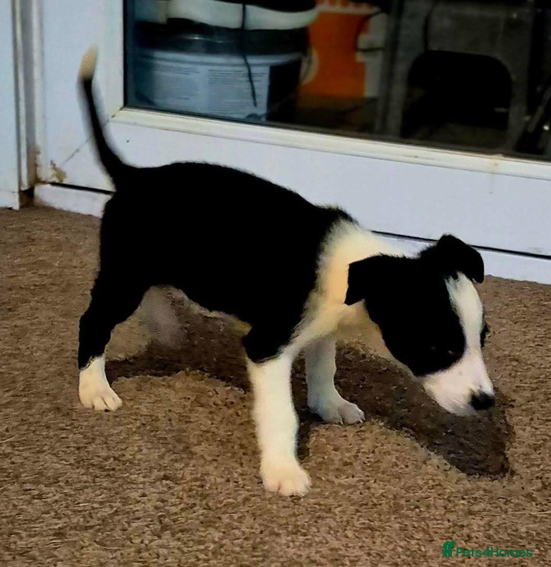 Border Collie dogs for sale: Border collie pups for sale  - Image 16