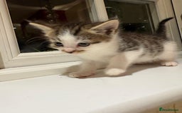 Mixed Breed cats for sale: 3 gorgeous boys mix breed - Image 13