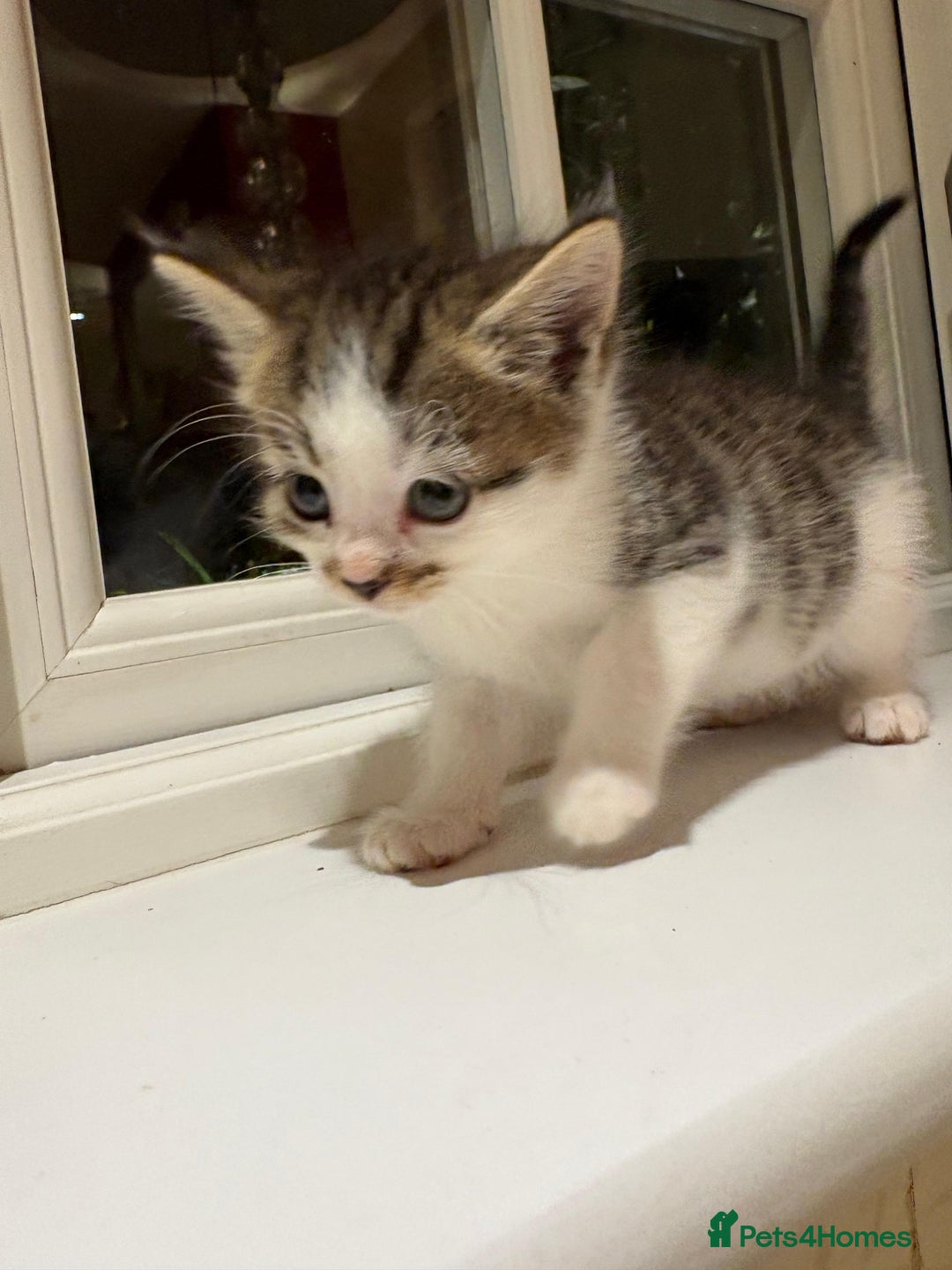 Mixed Breed cats for sale: 3 gorgeous boys mix breed - Image 13