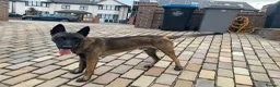 Belgian Shepherd Dog dogs for stud: The one and only Rex in London - Advert 7