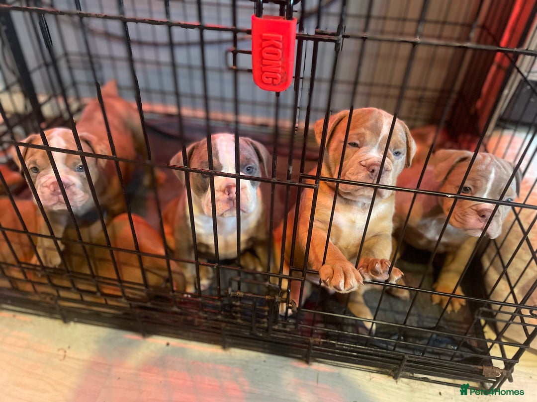 Olde English Bulldogge dogs for sale: 5 stunning olde english bulldogges for sale😍 - Advert 13