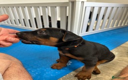 Mixed Breed dogs for sale: Pure breed Chinese red dog puppies/Laizhou Hong - Image 20