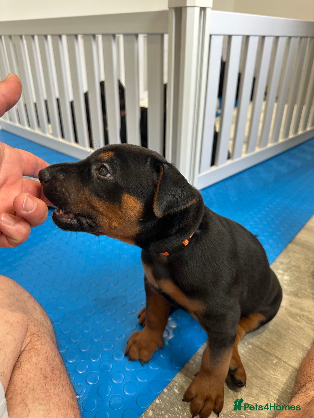 Mixed Breed dogs for sale: Pure breed Chinese red dog puppies/Laizhou Hong - Image 20