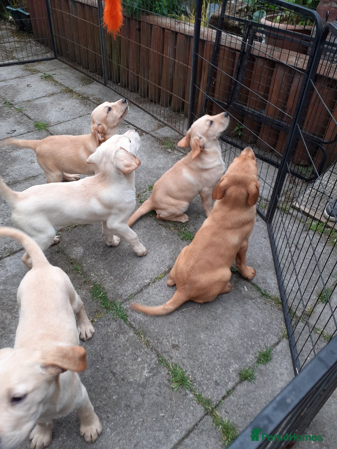 Gallery Image {{count}}