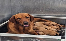 Labrador Retriever dogs for sale: ONLY 1 BEAUTIFUL KC FOX RED GIRL LAB AVAILABLE - Image 31