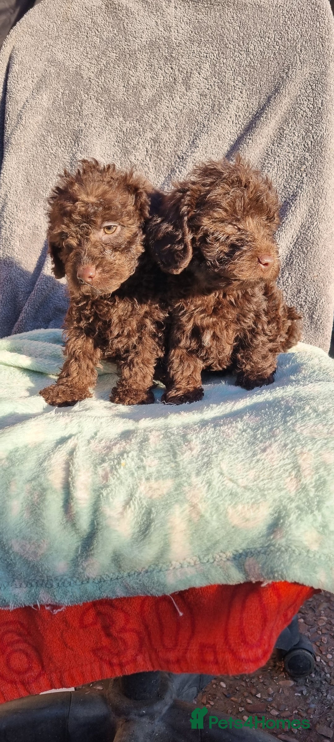 Westiepoo dogs for sale: WESTIEPOOS MAGiCAL X's SUPER SMOOTH SILKY n SOFT - Advert 13