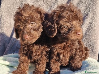 Westiepoo dogs WESTIEPOOS MAGiCAL X's SUPER SMOOTH SILKY n SOFT - Advert 1