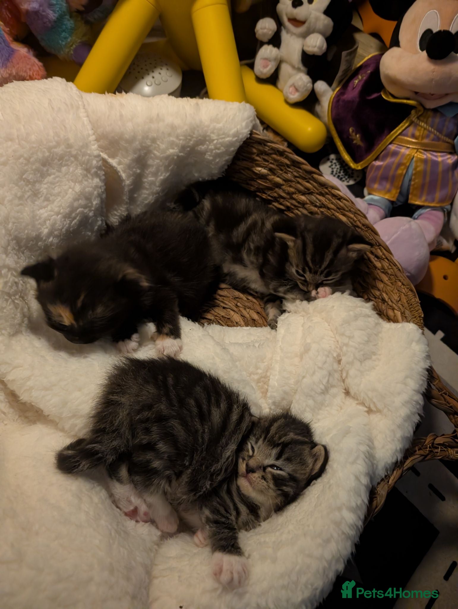 Mixed Breed cats Kittens for sale  - Advert 18