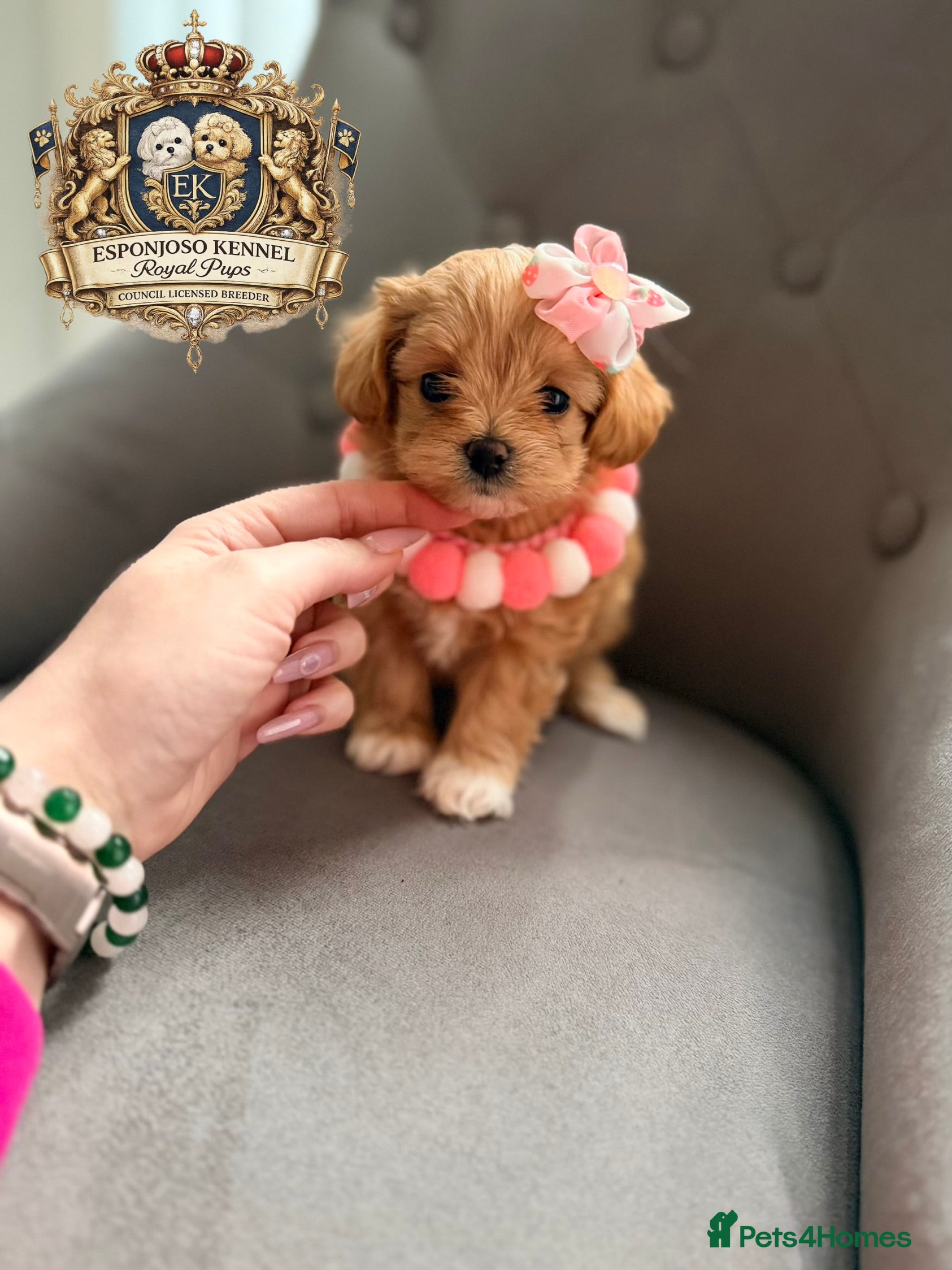 Maltipoo dogs 👑One in a Million F1 tiny Asian Maltipoo👑 - Advert 17