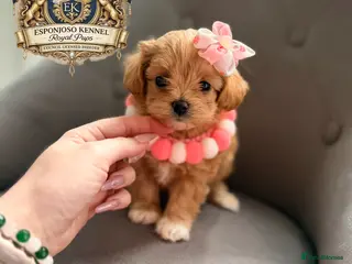 Maltipoo dogs 👑One in a Million F1 tiny Asian Maltipoo👑 - Advert 4