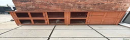 Lionhead rabbits for sale: Male Lionhead 6 years old - Advert 4