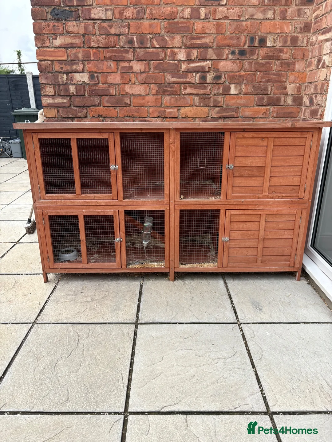 Lionhead rabbits for sale: Male Lionhead 6 years old - Advert 4