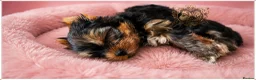 Yorkshire Terrier dogs for sale: TOP QUALITY PRICKED EARS MINIATURE YORKIES KC DNA - Advert 7
