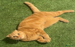 Scottish Fold cats for sale: Rio (Scottish fold) - Image 3