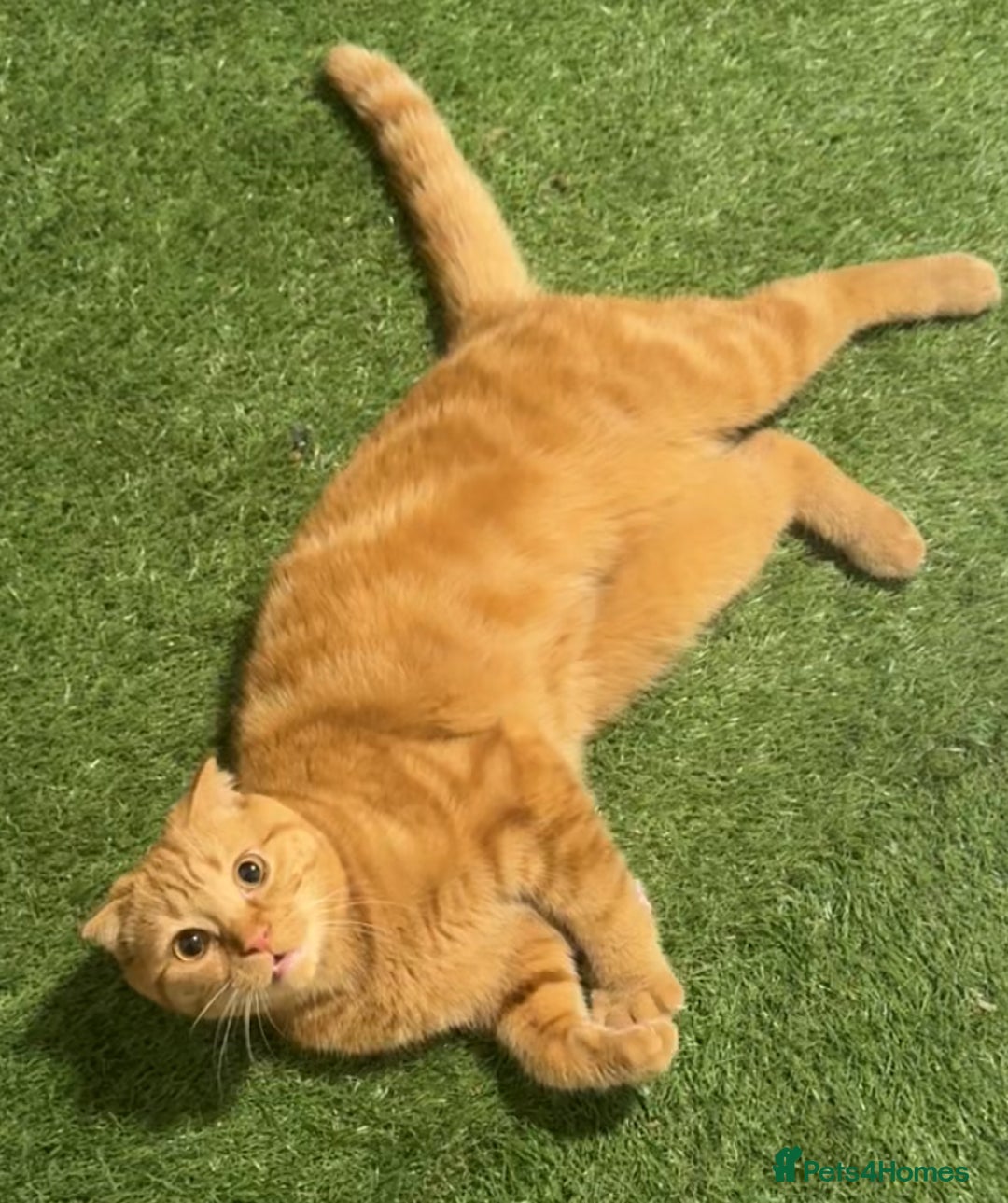 Scottish Fold cats for sale: Rio (Scottish fold) - Image 3