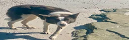 Border Collie dogs for sale: Border Collie bitch, 5 years old - Advert 9