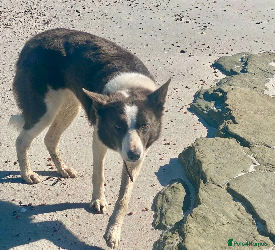 Border Collie dogs for sale: Border Collie bitch, 5 years old - Advert 9