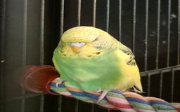 Budgerigars birds for sale: Budgies  - Image 6