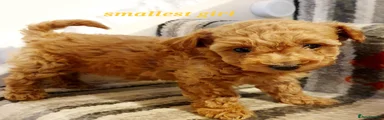 Maltipoo 3