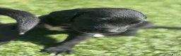 Mixed Breed dogs for sale: Cocker X Collie Puppies - Advert 15