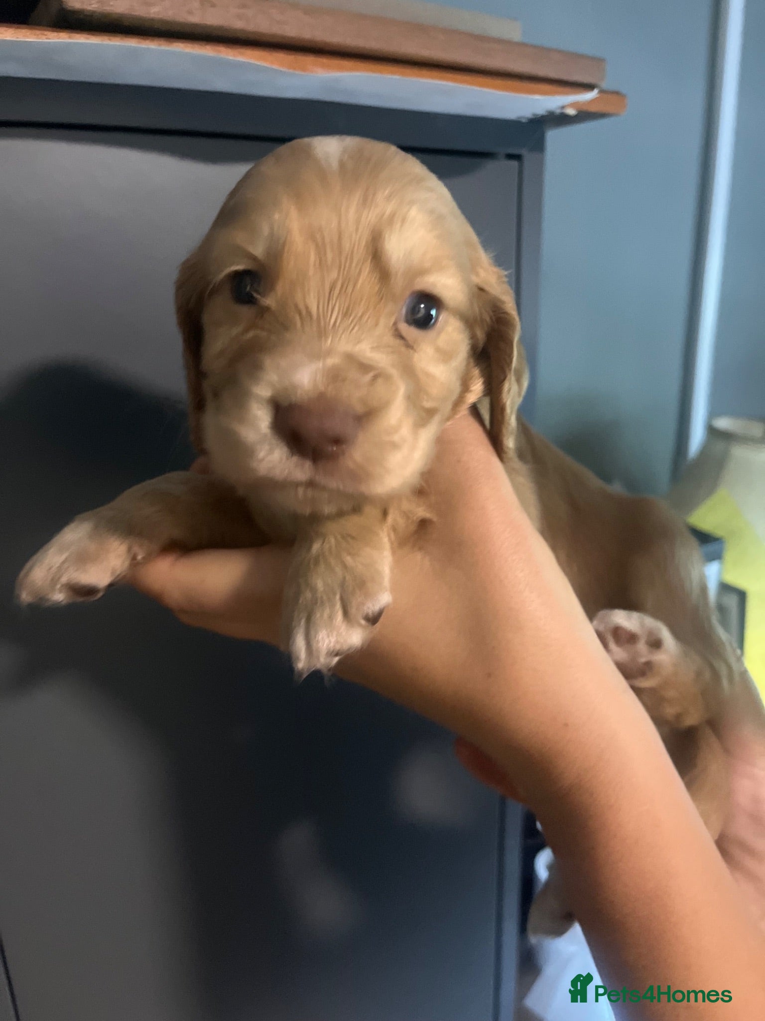 Cocker Spaniel dogs Working Cocker Spaniels puppies for Sale - Advert 2