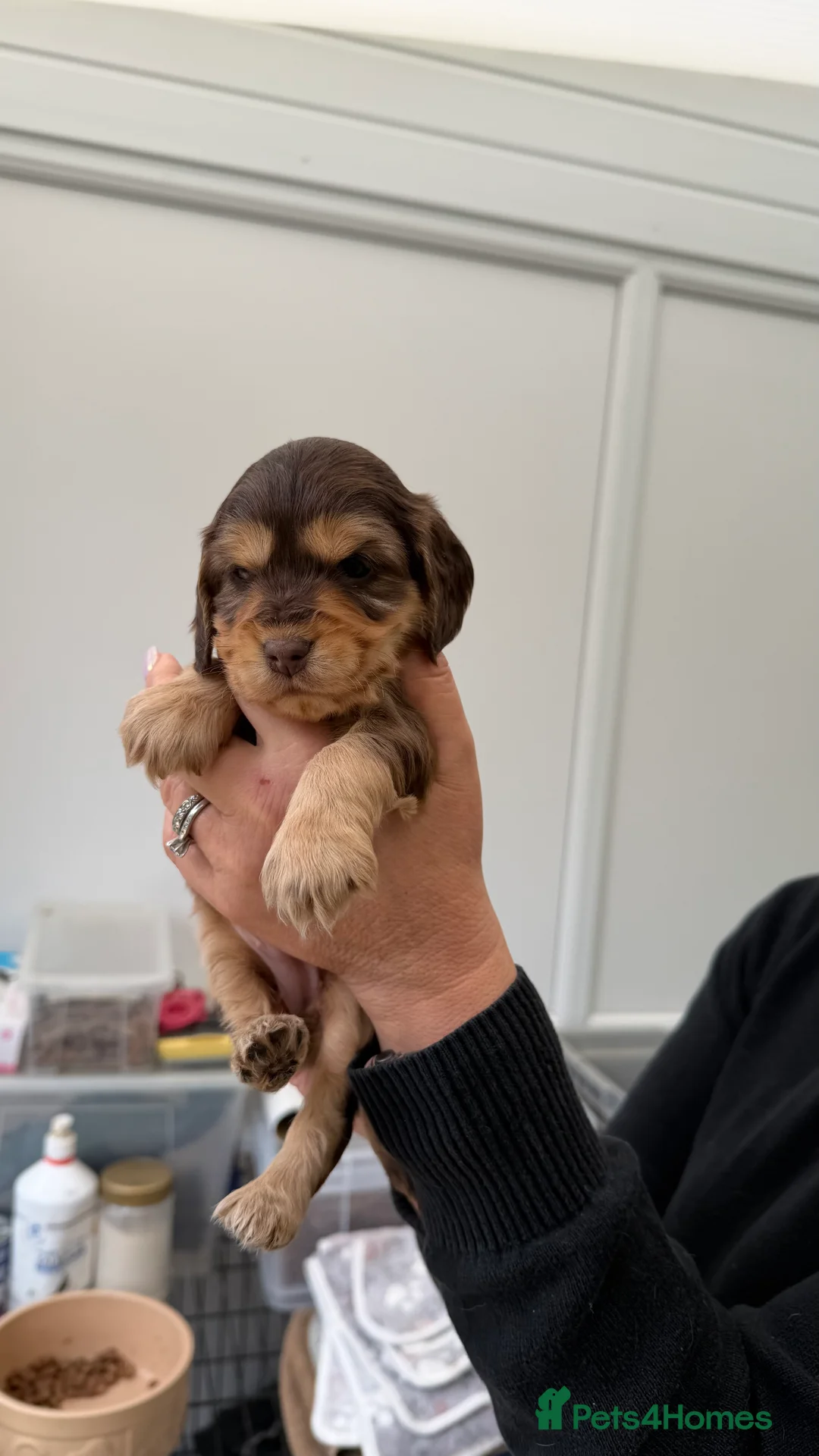 Cocker Spaniel dogs for sale: EXCEPTIONAL QUALITY SHOW COCKER SPANIEL PUPPIES - Advert 2