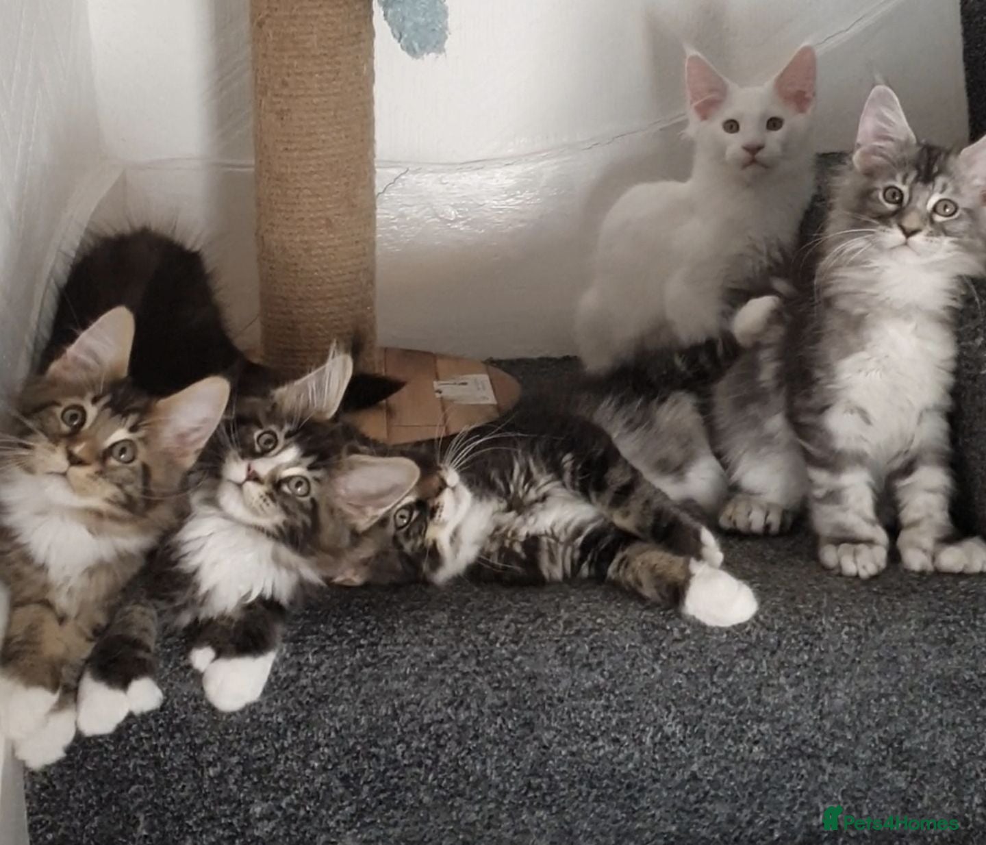 Maine Coon cats 🏅TICA🏅pure maine coon kittens - Advert 4
