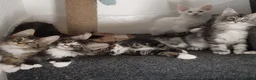 Maine Coon cats for sale: 🏅TICA🏅pure maine coon kittens - Advert 1