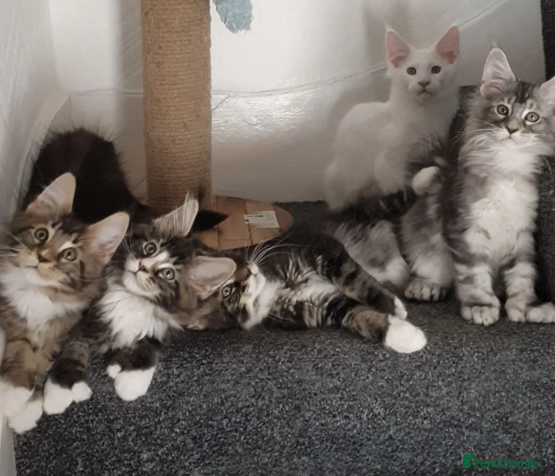 Maine Coon cats for sale: 🏅TICA🏅pure maine coon kittens - Advert 1