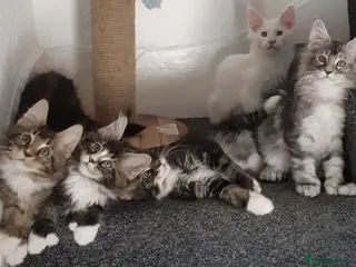 Maine Coon cats 🏅TICA🏅pure maine coon kittens - Advert 4