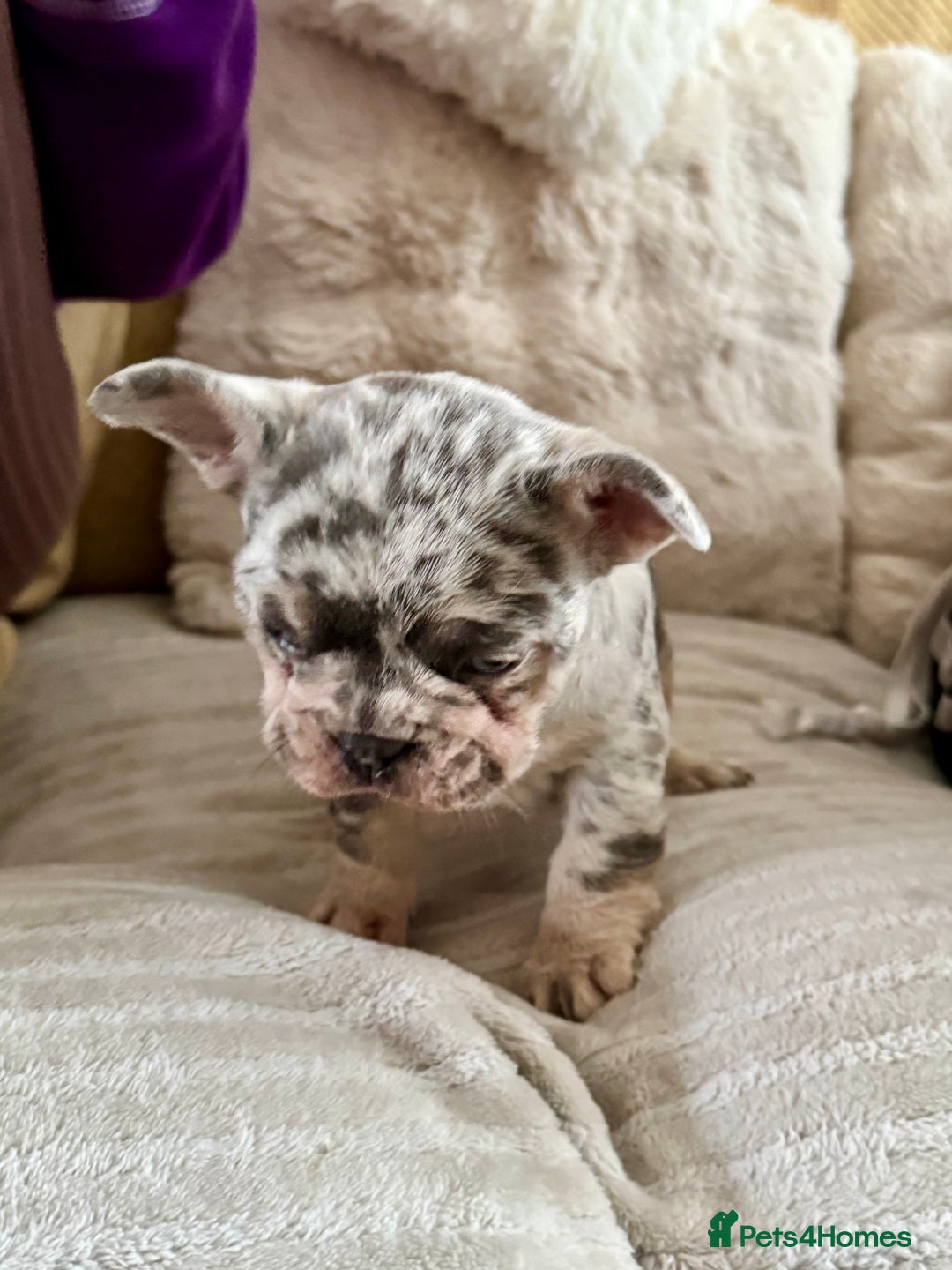 French Bulldog dogs for sale: Female Merle French bulldog  - Advert 3