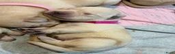 Labrador Retriever dogs for sale: Labrador puppies for sale  - Advert 8