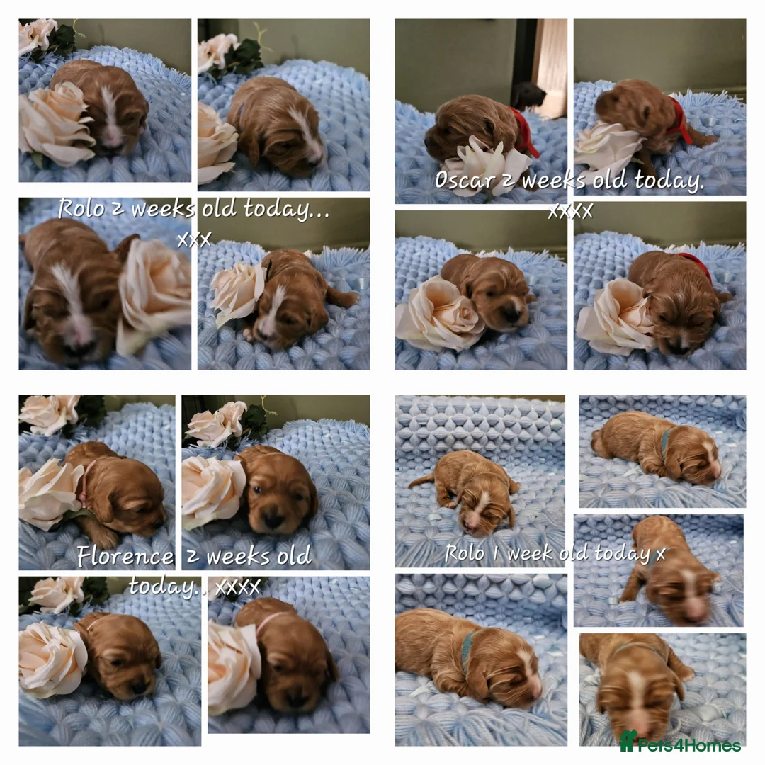 Toy Poodle dogs for stud:  stud toy poodle, KC reg and DNA tested and clear in Gloucester - Advert 22