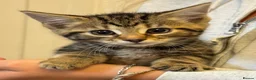 Savannah cats for sale: Stunning Savannah cross kittens, mum TICA reg - Advert 9