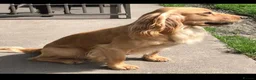 Cocker Spaniel dogs for sale: Cocker Spaniel Puppies, playful, calm temperament - Advert 7