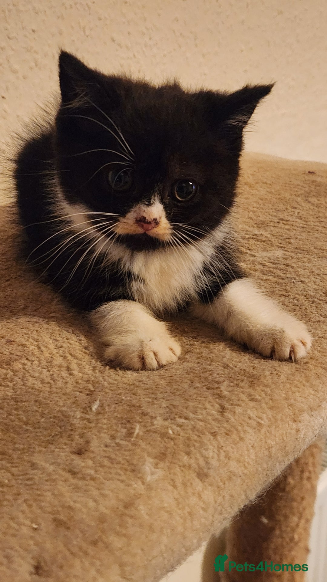 British Longhair cats for sale: British long hair kittens - Advert 8