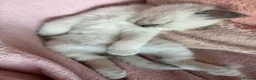 Ragdoll cats for sale: Magical dolls in Hinckley - Advert 5