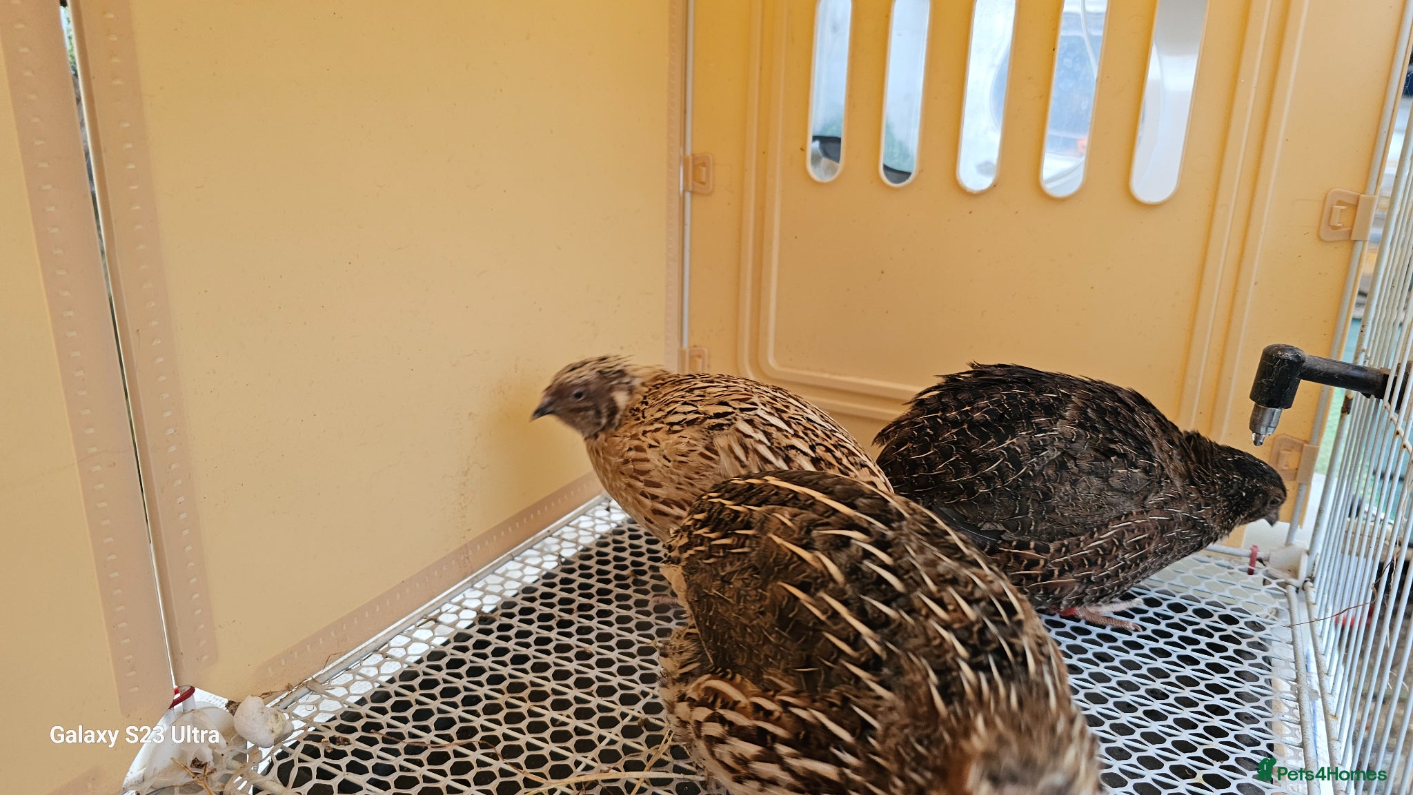 Mixed Breed birds Coturnix Quails  - Advert 2