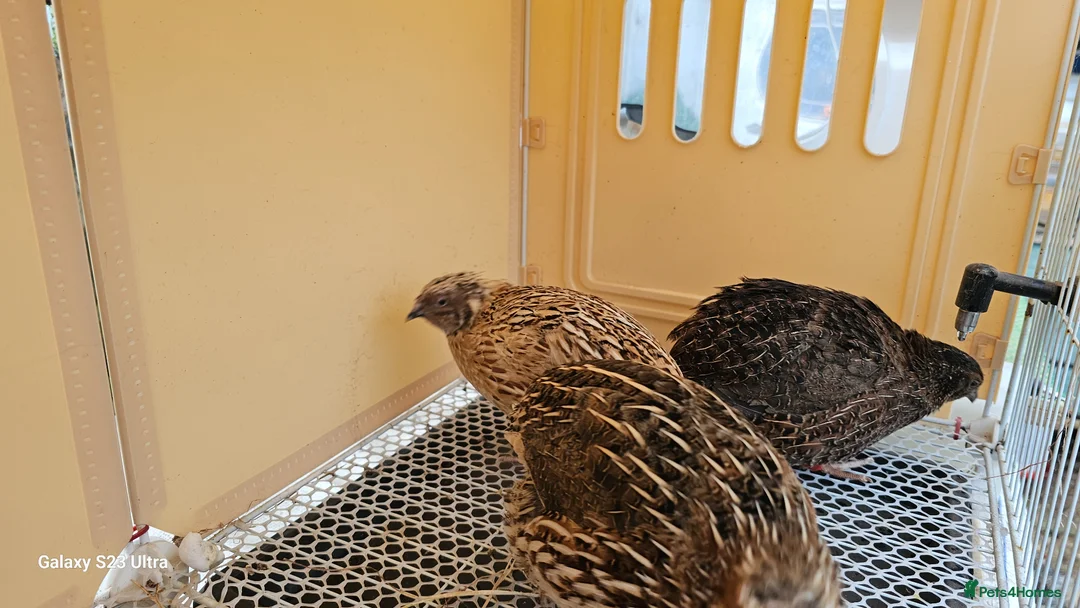 Mixed Breed birds for sale: Coturnix Quails  in Lincoln - Advert 1