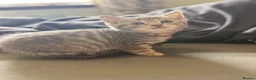 Mixed Breed cats for sale: Gorgeous kitten looking for a new loving home in Kirkcaldy - Advert 6