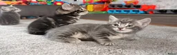 Mixed Breed cats for sale: Beautiful kittens  - Advert 7