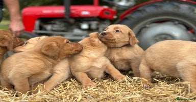 Labrador Retriever dogs - Advert 3