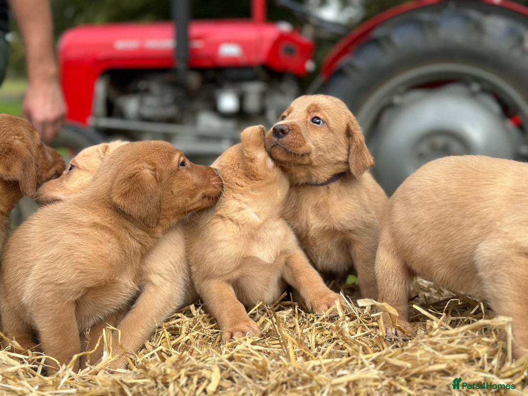 Labrador Retriever dogs for sale: Labrador retriever puppies for sale  - Image 3
