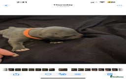 Staffordshire Bull Terrier dogs for sale: Staffordshire bull terrier puppies | blue staff - Image 19