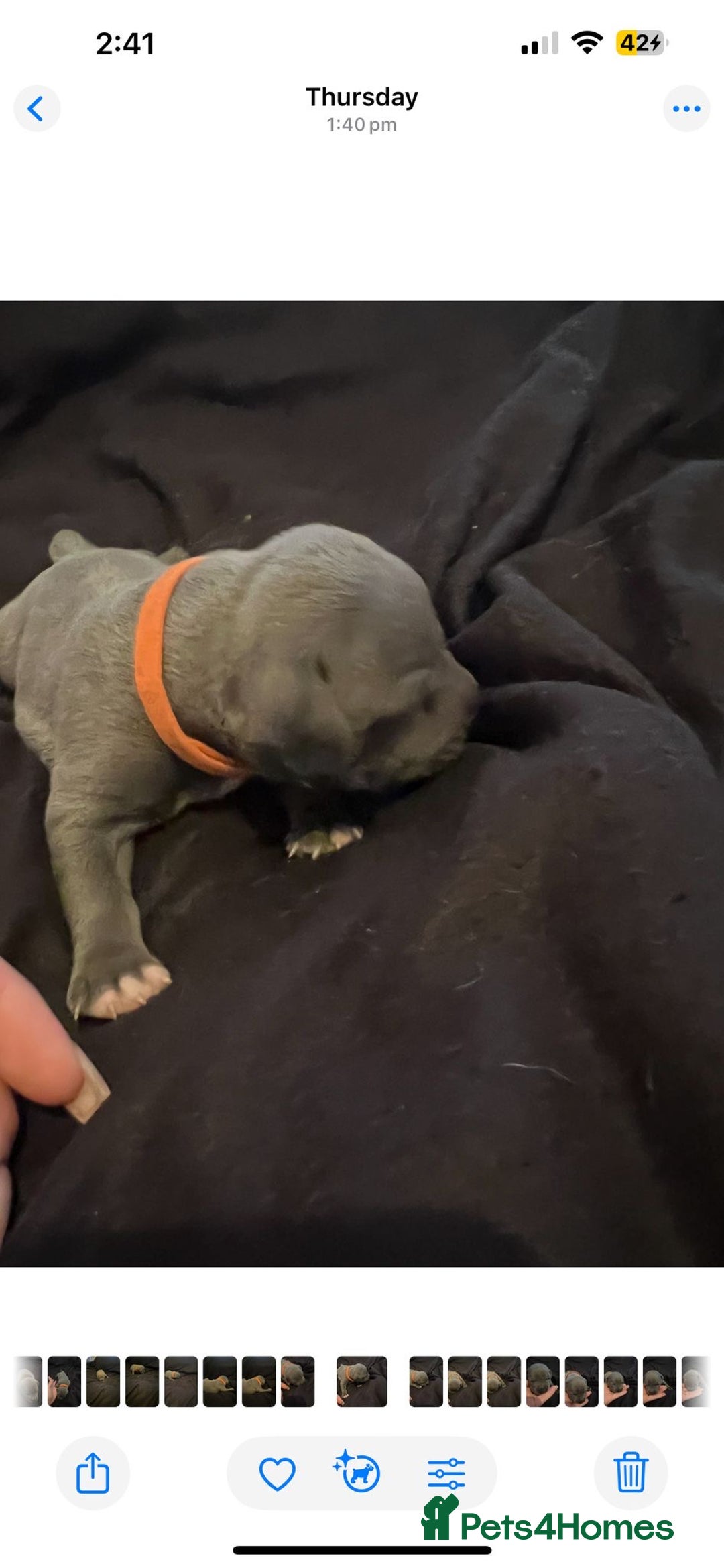 Staffordshire Bull Terrier dogs for sale: Staffordshire bull terrier puppies | blue staff - Image 19