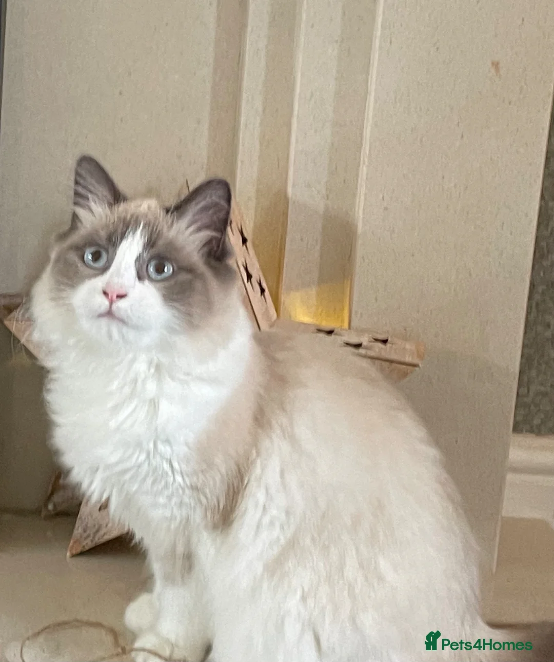 Maine Coon cats for sale: Adorable Ragdoll-Maine Coon mix kittens  - Advert 2