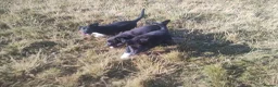 Border Collie dogs for sale: Traditional Border Collie Puppies - Advert 9
