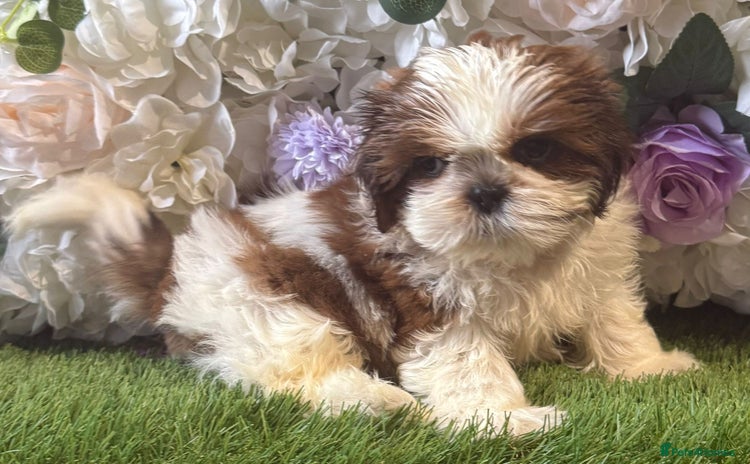 Shih Tzu dogs - Advert 10
