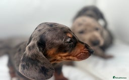 Miniature Dachshund dogs for sale: Beautiful babies - Image 22