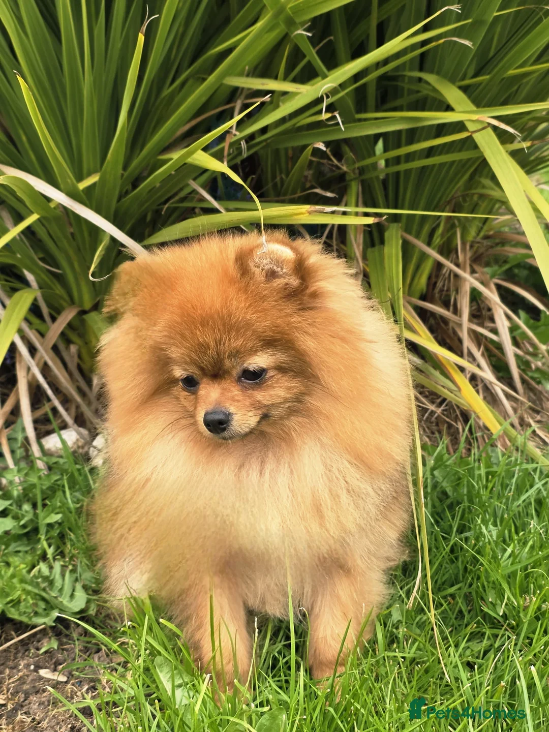 Pomeranian dogs for sale: *Beautiful female pomeranian 11 months*  - Advert 2